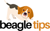 Beagle Tips
